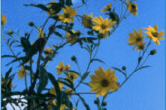 Tall Sunflower