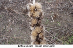 Liastris spicata