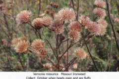 Vernonia musurica