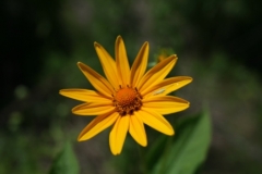 oxeye_sunflower_1